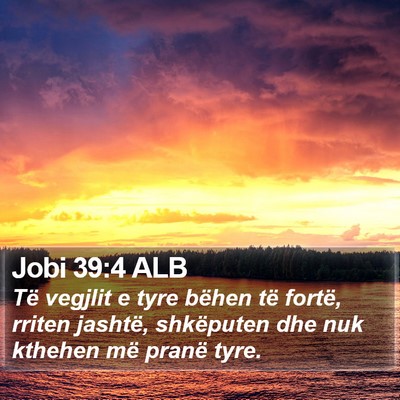 Jobi 39:4 ALB Bible Verse Image