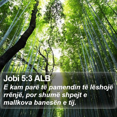 Jobi 5:3 ALB Bible Verse Image