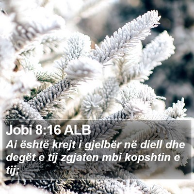 Jobi 8:16 ALB Bible Verse Image