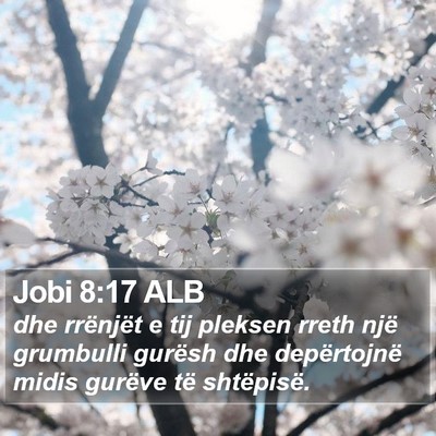 Jobi 8:17 ALB Bible Verse Image