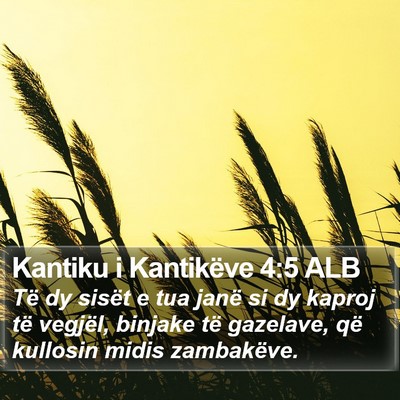 Kantiku i Kantikëve 4:5 ALB Bible Verse Image