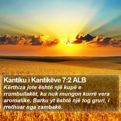 Kantiku i Kantikëve 7:2 ALB Bible Verse Image