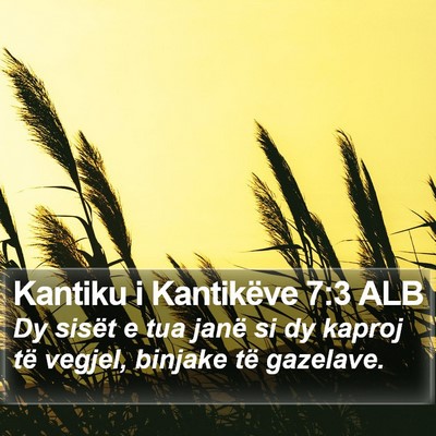 Kantiku i Kantikëve 7:3 ALB Bible Verse Image
