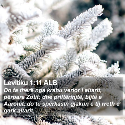 Levitiku 1:11 ALB Bible Verse Image