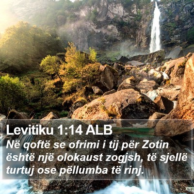Levitiku 1:14 ALB Bible Verse Image