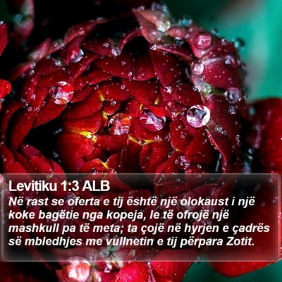 Levitiku 1:3 ALB Bible Verse Image