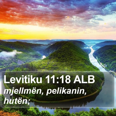 Levitiku 11:18 ALB Bible Verse Image