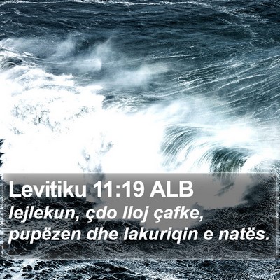 Levitiku 11:19 ALB Bible Verse Image
