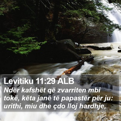 Levitiku 11:29 ALB Bible Verse Image