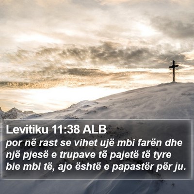 Levitiku 11:38 ALB Bible Verse Image