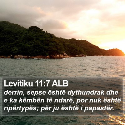 Levitiku 11:7 ALB Bible Verse Image