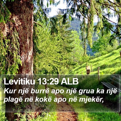 Levitiku 13:29 ALB Bible Verse Image