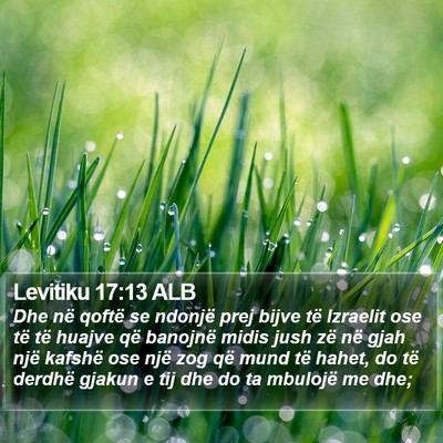 Levitiku 17:13 ALB Bible Verse Image