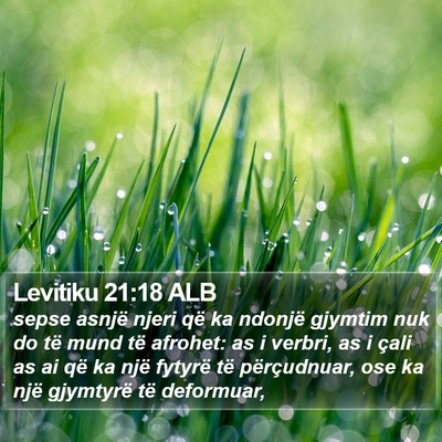 Levitiku 21:18 ALB Bible Verse Image