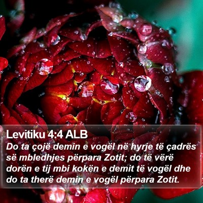 Levitiku 4:4 ALB Bible Verse Image