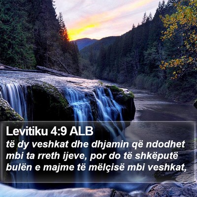 Levitiku 4:9 ALB Bible Verse Image