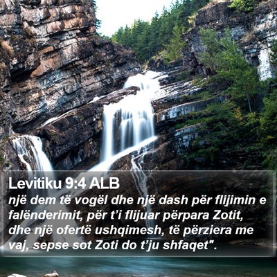 Levitiku 9:4 ALB Bible Verse Image