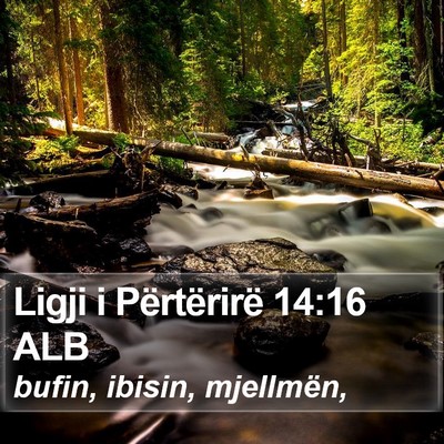 Ligji i Përtërirë 14:16 ALB Bible Verse Image