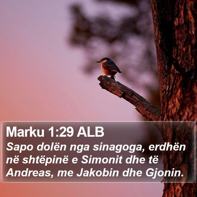 Marku 1:29 ALB Bible Verse Image