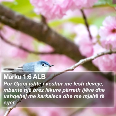 Marku 1:6 ALB Bible Verse Image