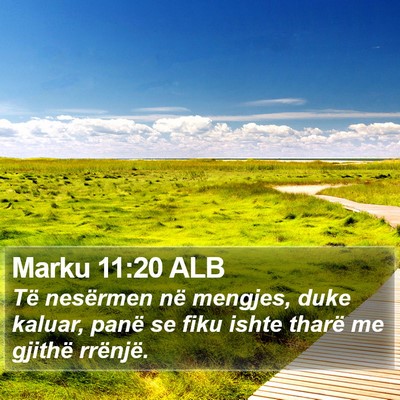Marku 11:20 ALB Bible Verse Image