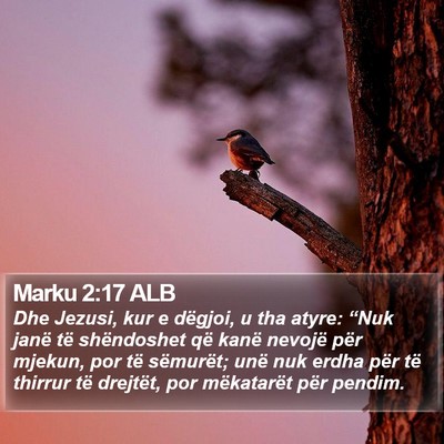 Marku 2:17 ALB Bible Verse Image