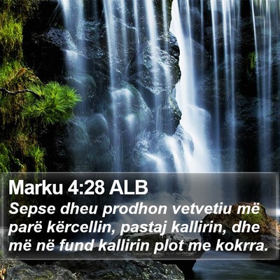Marku 4:28 ALB Bible Verse Image