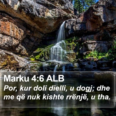 Marku 4:6 ALB Bible Verse Image