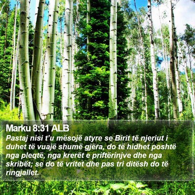 Marku 8:31 ALB Bible Verse Image