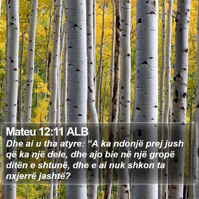 Mateu 12:11 ALB Bible Verse Image