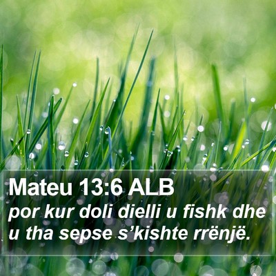 Mateu 13:6 ALB Bible Verse Image