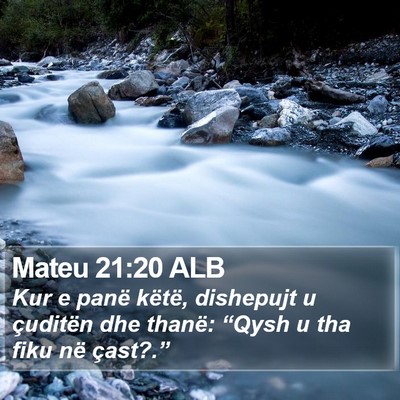 Mateu 21:20 ALB Bible Verse Image