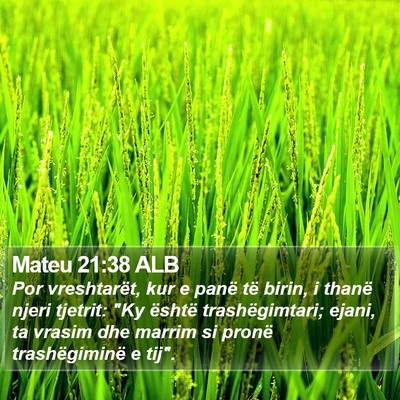 Mateu 21:38 ALB Bible Verse Image