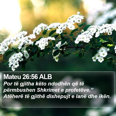 Mateu 26:56 ALB Bible Verse Image