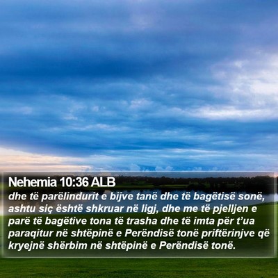 Nehemia 10:36 ALB Bible Verse Image