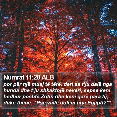 Numrat 11:20 ALB Bible Verse Image