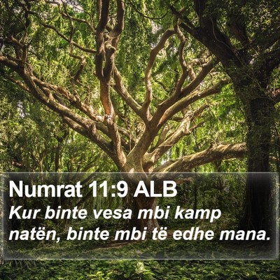 Numrat 11:9 ALB Bible Verse Image