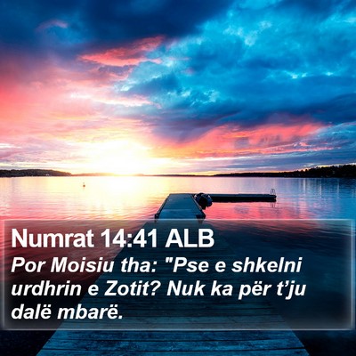 Numrat 14:41 ALB Bible Verse Image