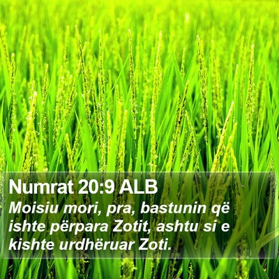 Numrat 20:9 ALB Bible Verse Image