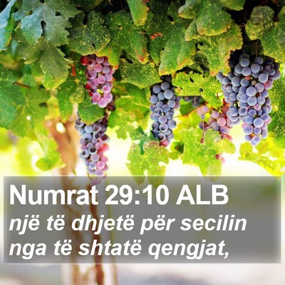 Numrat 29:10 ALB Bible Verse Image