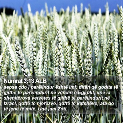 Numrat 3:13 ALB Bible Verse Image
