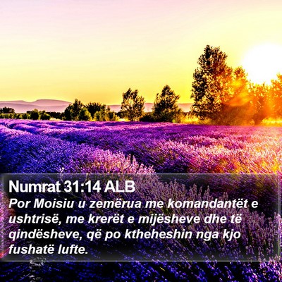 Numrat 31:14 ALB Bible Verse Image