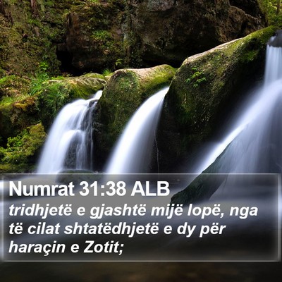 Numrat 31:38 ALB Bible Verse Image