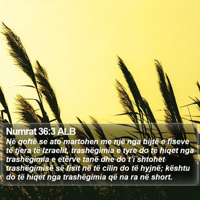 Numrat 36:3 ALB Bible Verse Image