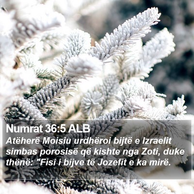 Numrat 36:5 ALB Bible Verse Image