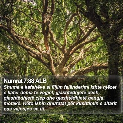 Numrat 7:88 ALB Bible Verse Image