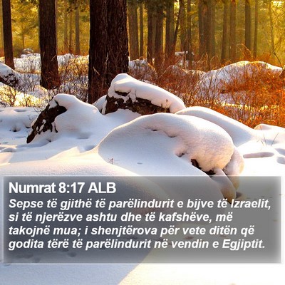 Numrat 8:17 ALB Bible Verse Image