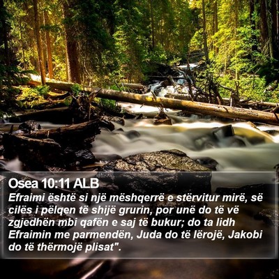 Osea 10:11 ALB Bible Verse Image