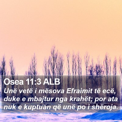 Osea 11:3 ALB Bible Verse Image