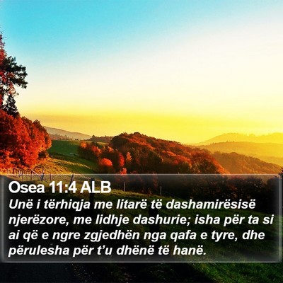 Osea 11:4 ALB Bible Verse Image